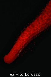 Echinoderms - Echinaster sepositus (detail) by Vito Lorusso 
